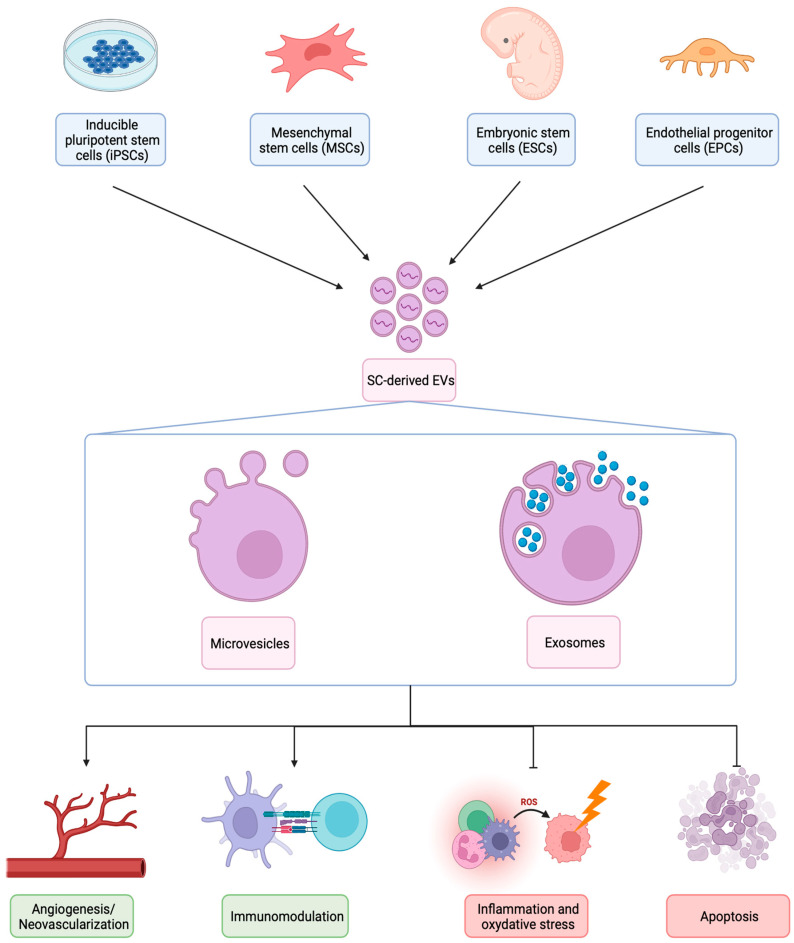 圖1：不同類(lèi)型SC衍生EV的生物發(fā)生、結構和治療機制