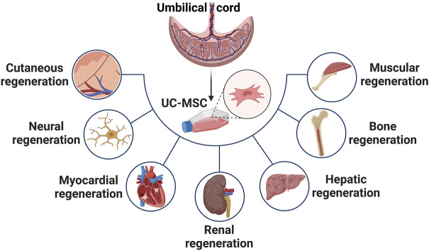 臍帶間充質(zhì)干細胞在治療皮膚、神經(jīng)、心肌、腎臟、肝臟、骨骼和肌肉功能障礙等多種疾病中的應用
