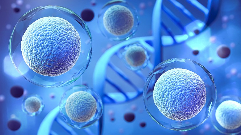 干細胞如何用于生物醫學(xué)研究和治療？