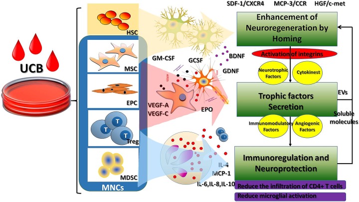 臍帶血主要細胞成分對腦性癱瘓的治療作用及相關(guān)機制? 臍帶血主要細胞成分對腦性癱瘓的治療作用及相關(guān)機制?