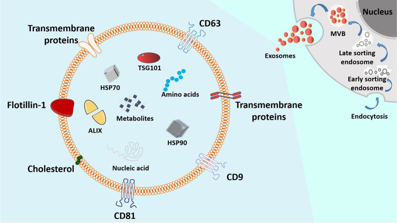 圖3：外泌體的分泌過(guò)程和基本結構