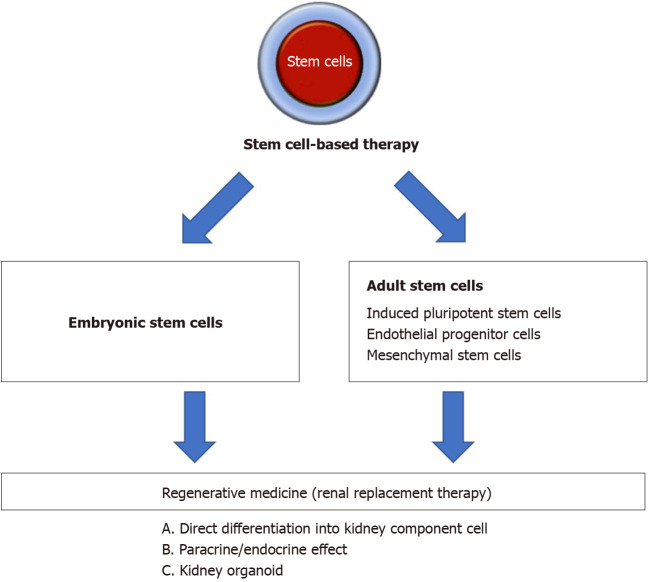 圖1：間充質(zhì)干細胞治療腎病疾病的概述。
