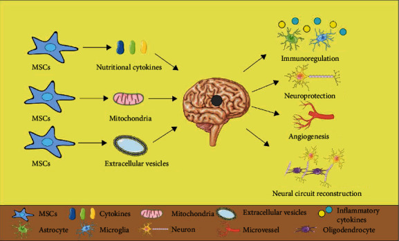 間充質(zhì)干細胞治療缺血性腦卒中的機制