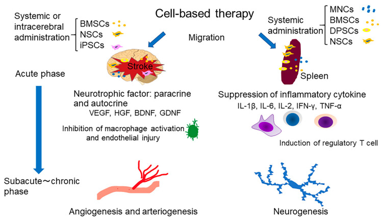 圖1：干細胞療法治療中風(fēng)的機制概述。