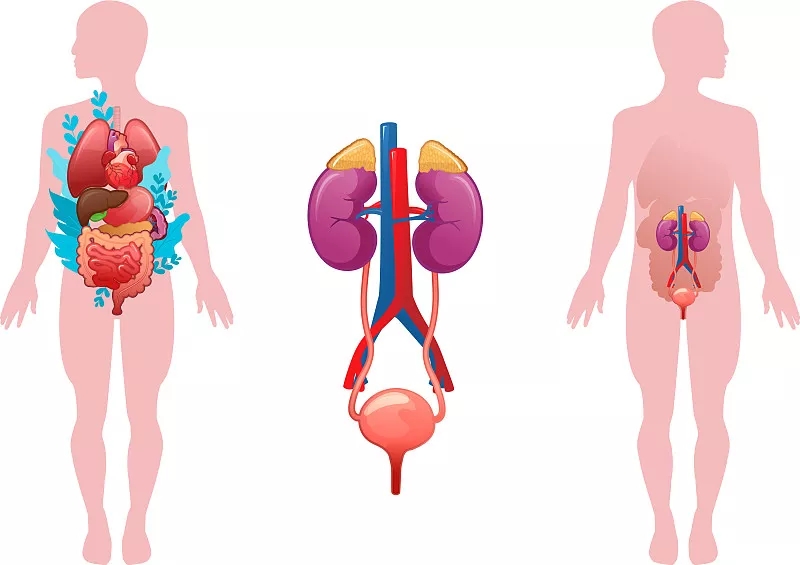 干細胞療法治療泌尿系統疾病