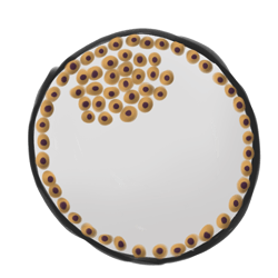 4. 細胞分為內部團塊和外部團塊。內部細胞可以作為干細胞收獲。