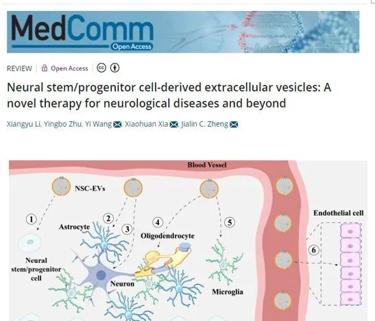神經(jīng)干細胞外泌體調控中樞神經(jīng)系統中不同細胞功能