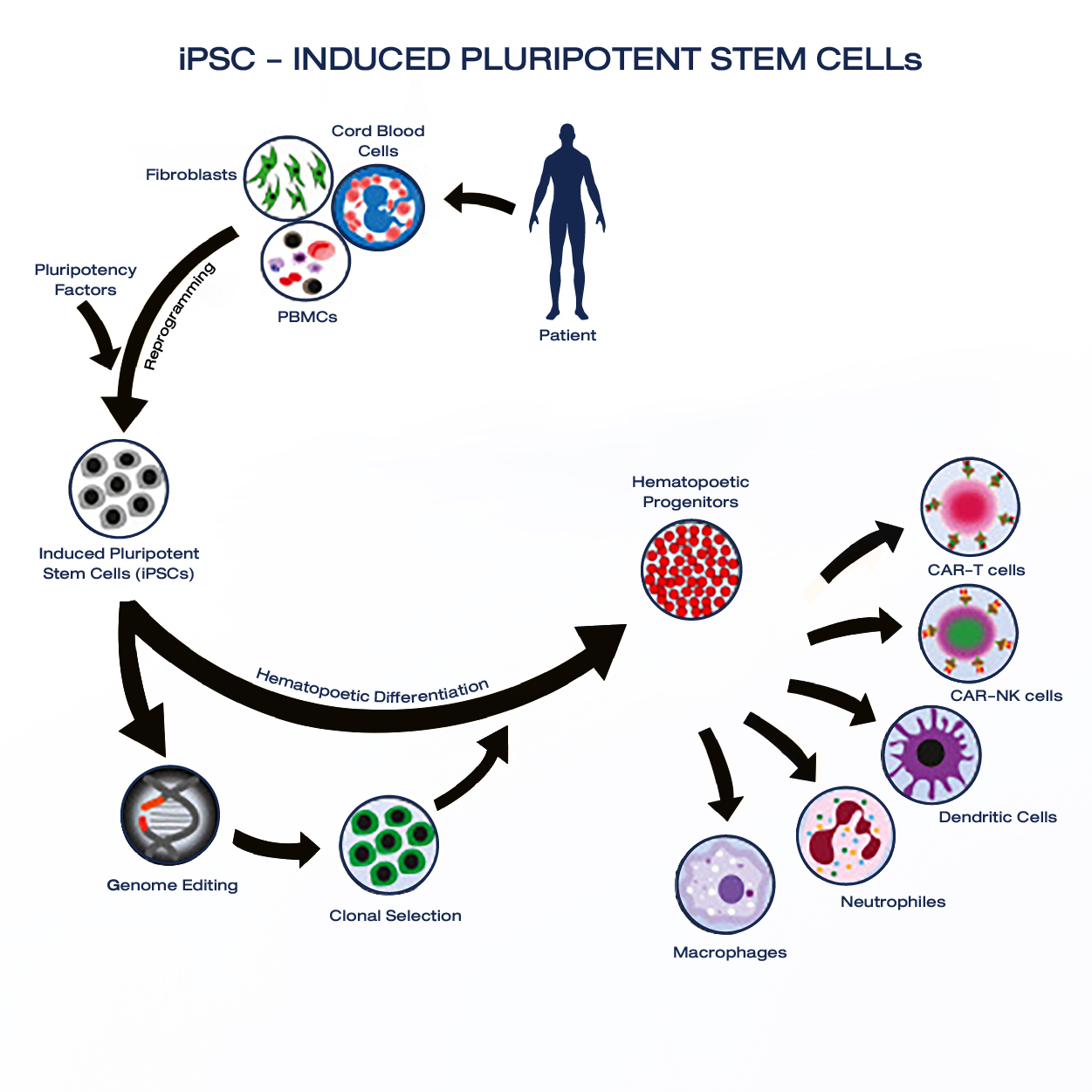 誘導多能干細胞