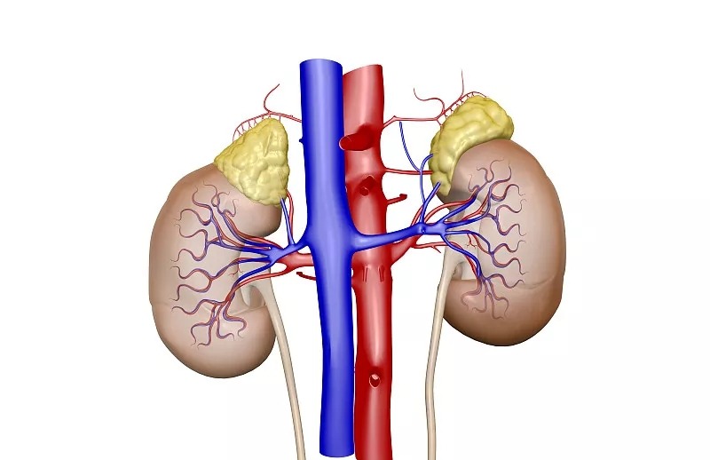 間充質(zhì)干細胞治療急性/慢性腎臟病的潛力和療效 間充質(zhì)干細胞治療急性/慢性腎臟病的潛力和療效