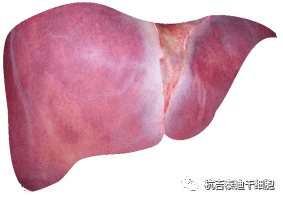 干細胞如何治療慢性肝??？