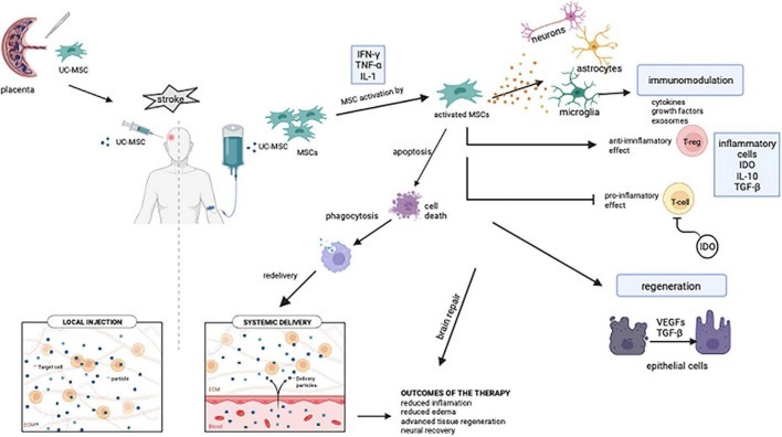 圖1:靜脈內間充質(zhì)干細胞介導的免疫調節和組織恢復的潛在機制 圖1:靜脈內間充質(zhì)干細胞介導的免疫調節和組織恢復的潛在機制