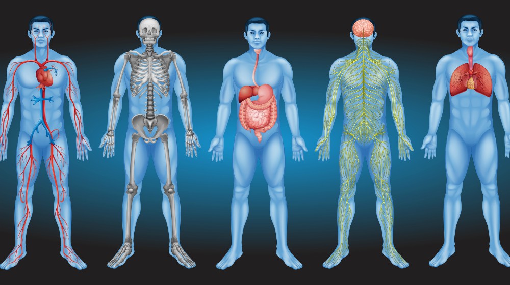 干細胞從何而來(lái) 干細胞從何而來(lái)