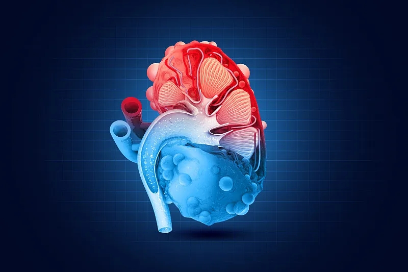 間充質(zhì)干細胞治療腎臟疾病克服這四大挑戰丨將迎來(lái)新的曙光