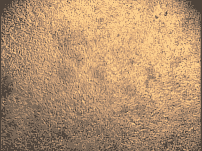 這些心臟細胞是從培養皿中的干細胞中培養出來(lái)的，可用于研究心臟的跳動(dòng)節律。