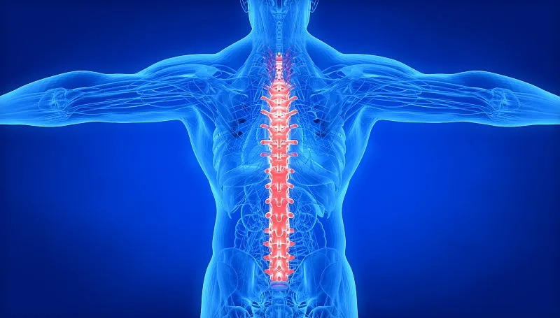 間充質(zhì)干細胞治療脊髓損傷：目前的進(jìn)展和未來(lái)的前景