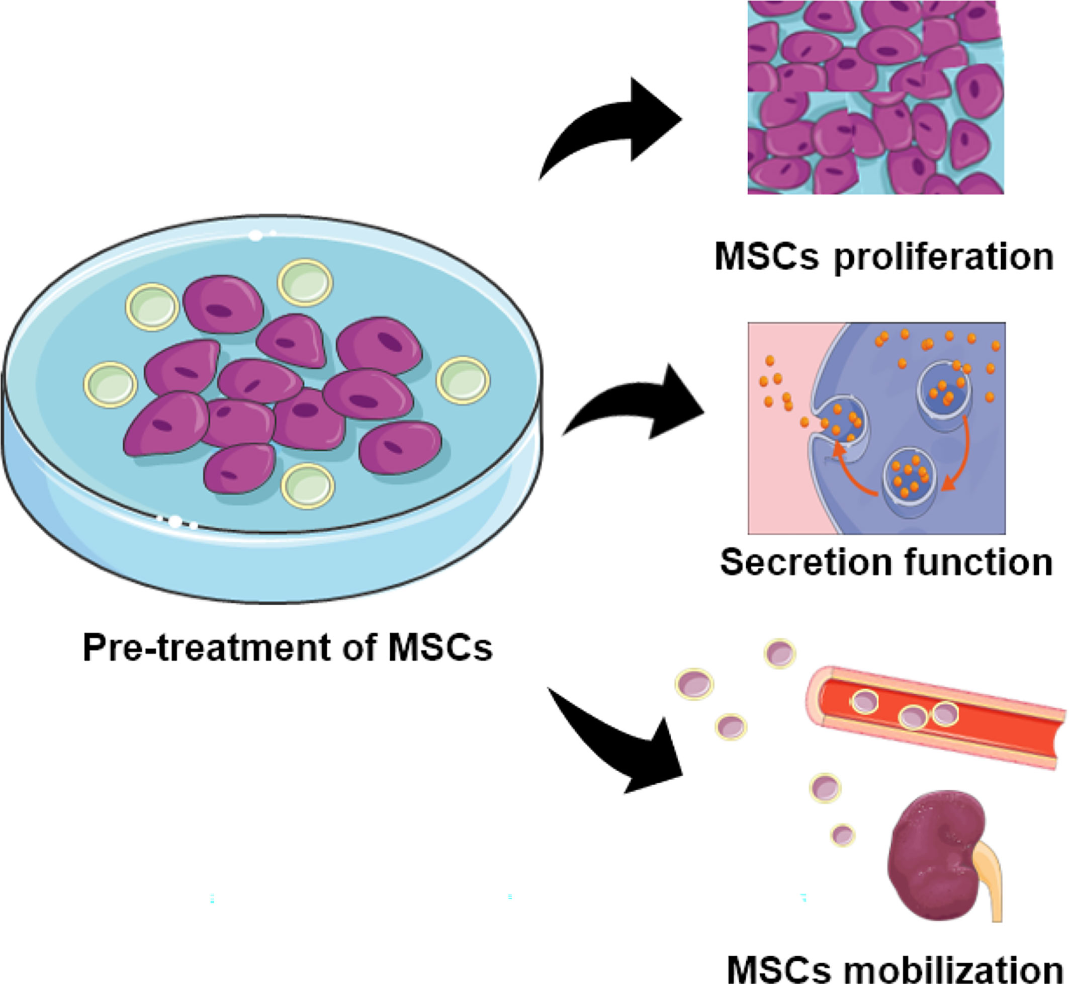 圖2：用特定物質(zhì)預處理的MSCs的功能。預處理的MSC表現出增強的增殖、分泌和定位能力