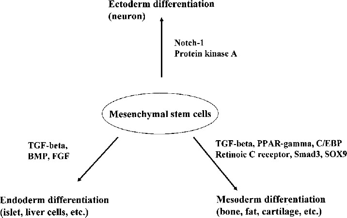 圖3：各種途徑對MSCs分化的影響。MSCs可以通過(guò)不同的細胞因子和途徑分化形成不同的譜系。