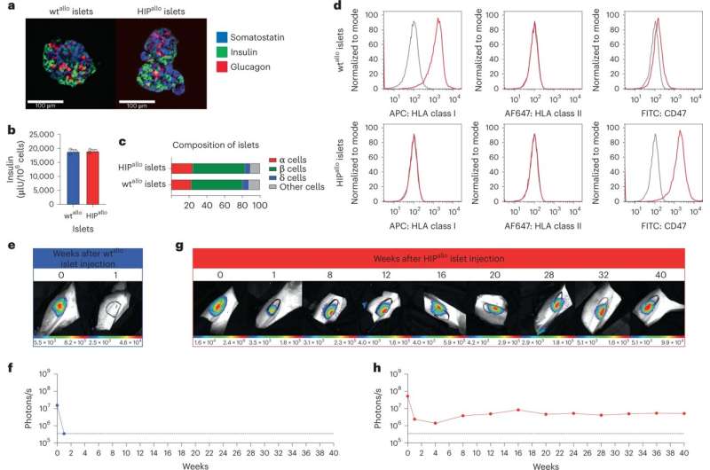 同種異體HIP胰島實(shí)現長(cháng)期存活。