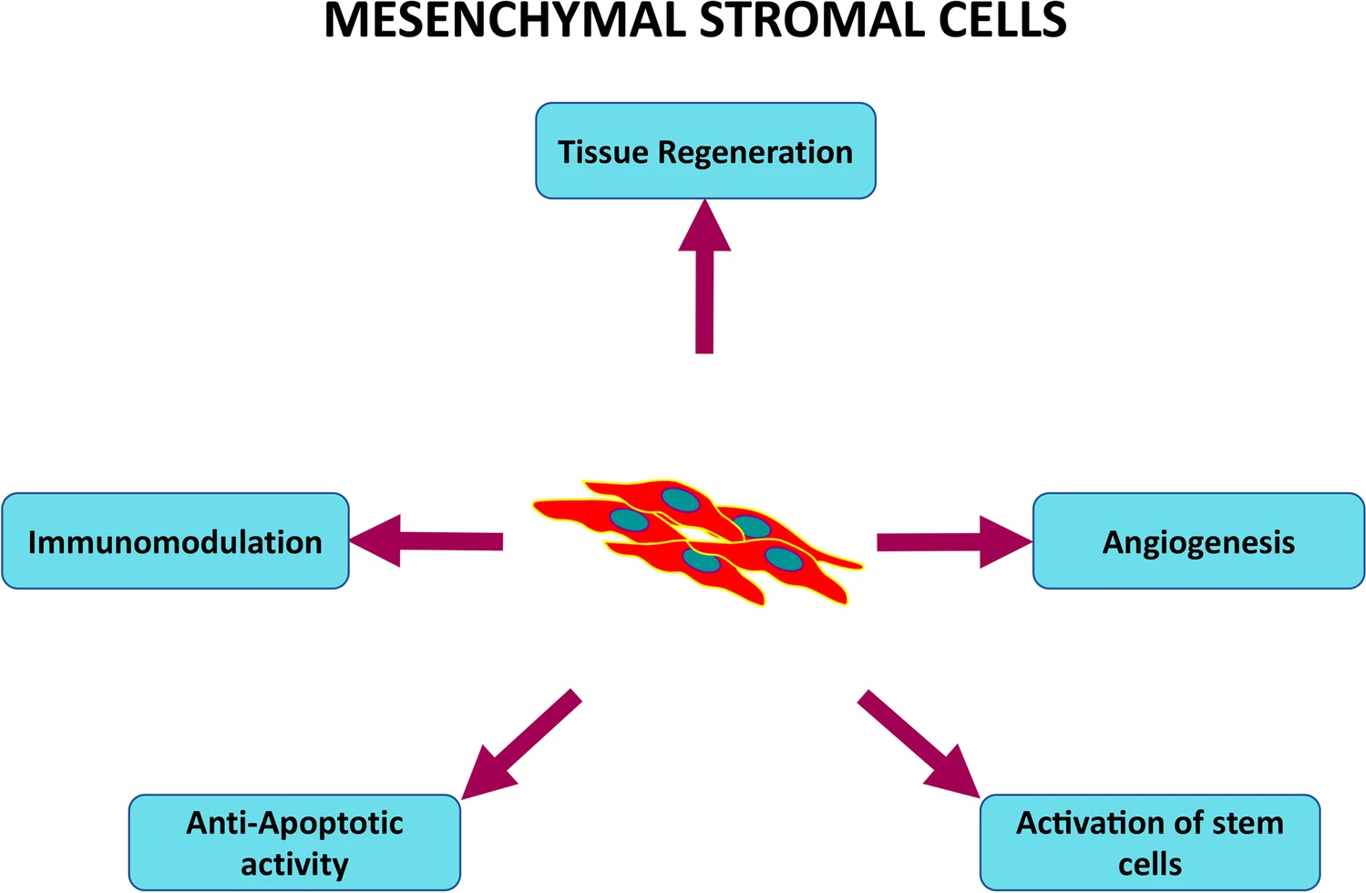 MSC在細胞治療中的作用機制總結