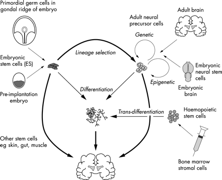 不同類(lèi)型的干細胞 不同類(lèi)型的干細胞