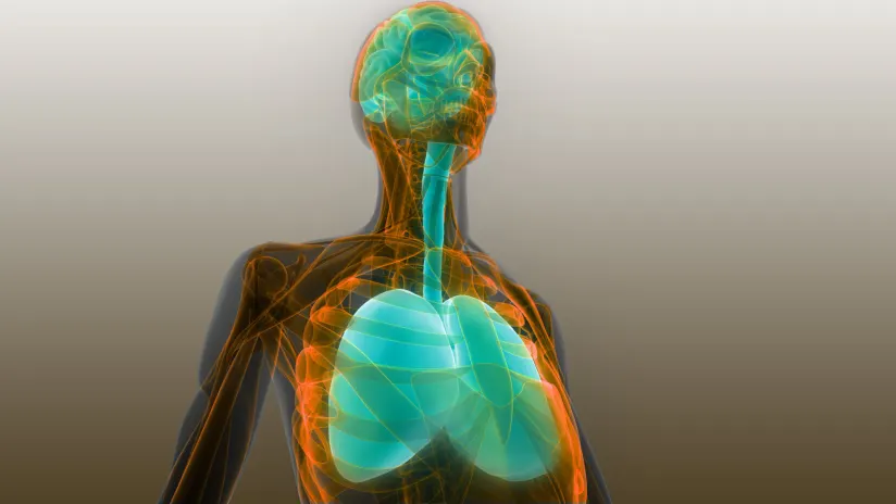 人體器官肺和腦解剖學(xué)。