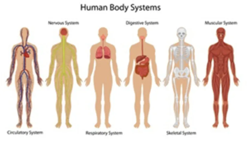 人體系統