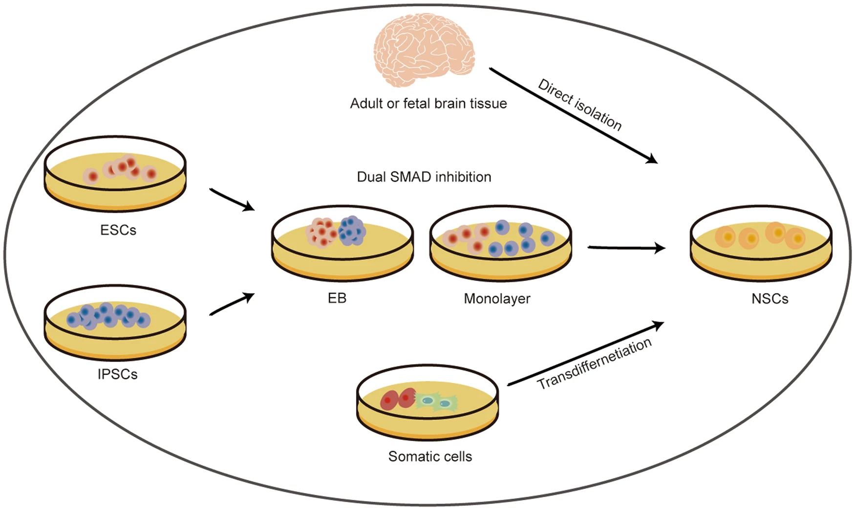 圖2：神經(jīng)干細胞的來(lái)源