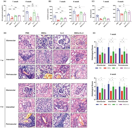 圖2:UC-MSCs治療可長(cháng)期緩解腎損傷 圖2:UC-MSCs治療可長(cháng)期緩解腎損傷