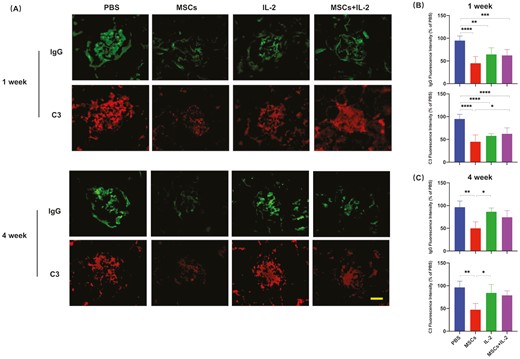 圖3:UC-MSCs治療維持了對免疫復合物沉積的長(cháng)期抑制 圖3:UC-MSCs治療維持了對免疫復合物沉積的長(cháng)期抑制