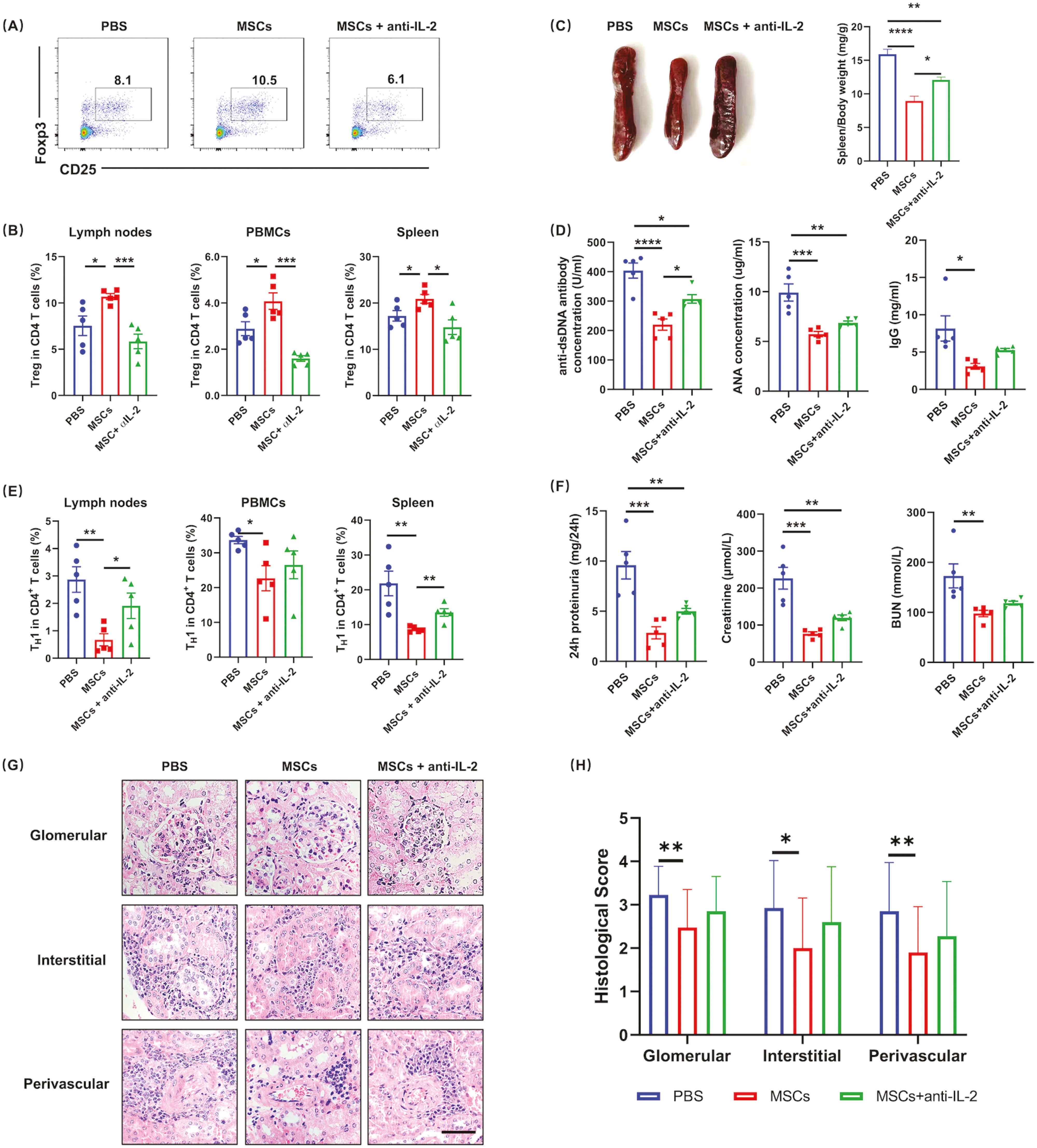 圖6:IL-2的中和顯著(zhù)損害了MSC對SLE的治療效果 圖6:IL-2的中和顯著(zhù)損害了MSC對SLE的治療效果