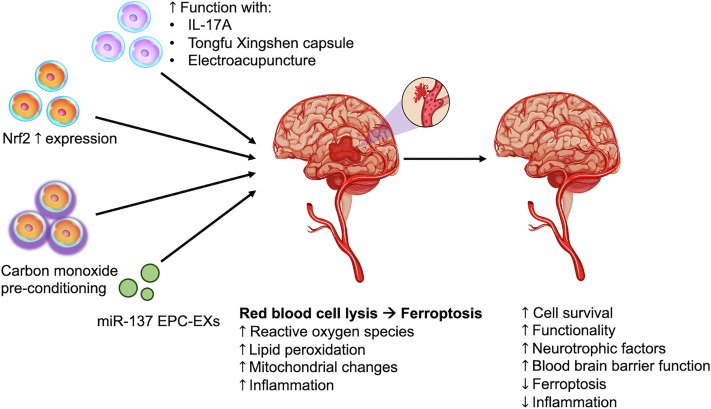 圖1:該圖說(shuō)明了干細胞治療出血性中風(fēng)的進(jìn)展 圖1:該圖說(shuō)明了干細胞治療出血性中風(fēng)的進(jìn)展
