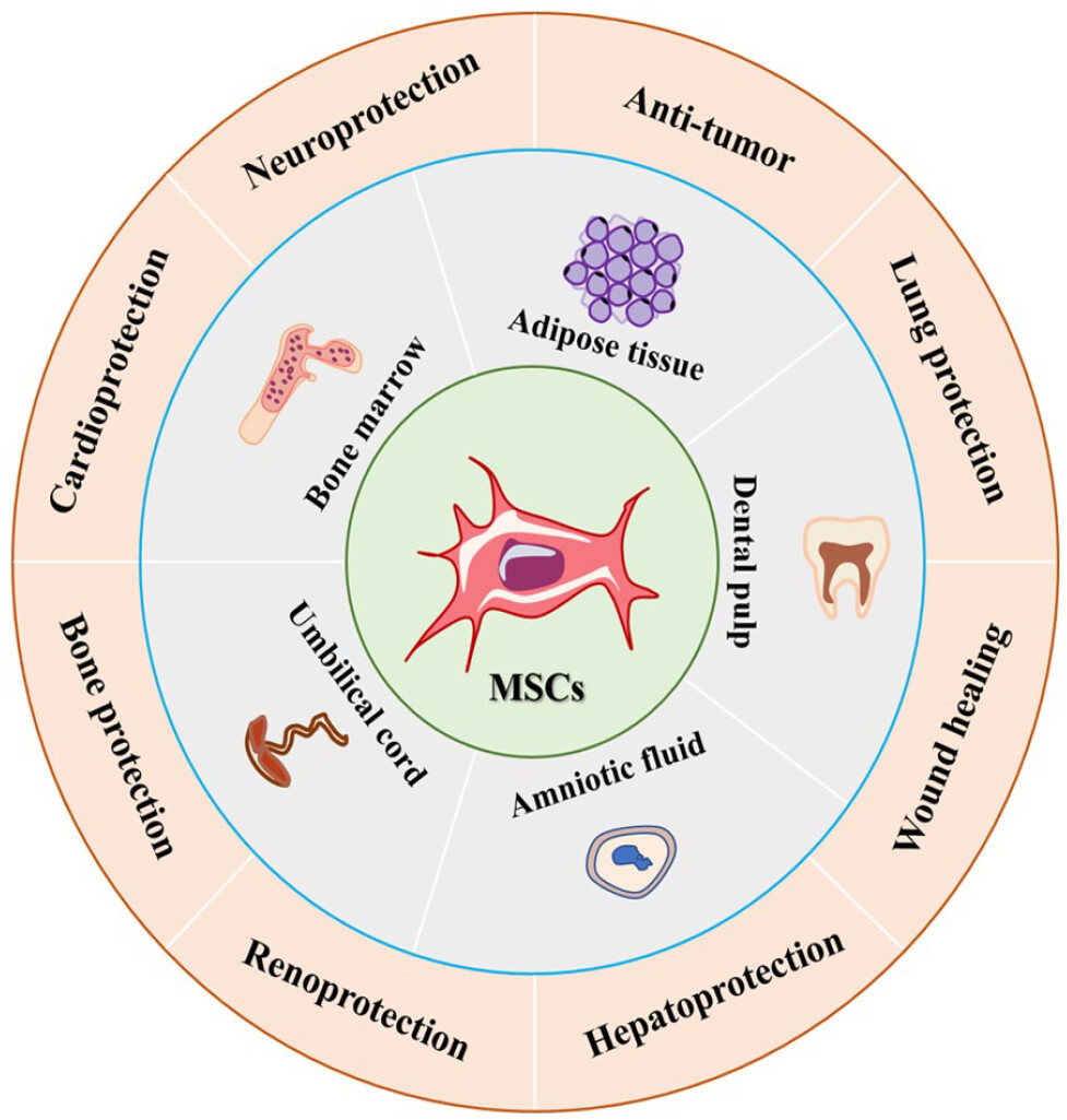 圖1：間充質(zhì)干細胞的來(lái)源和應用。