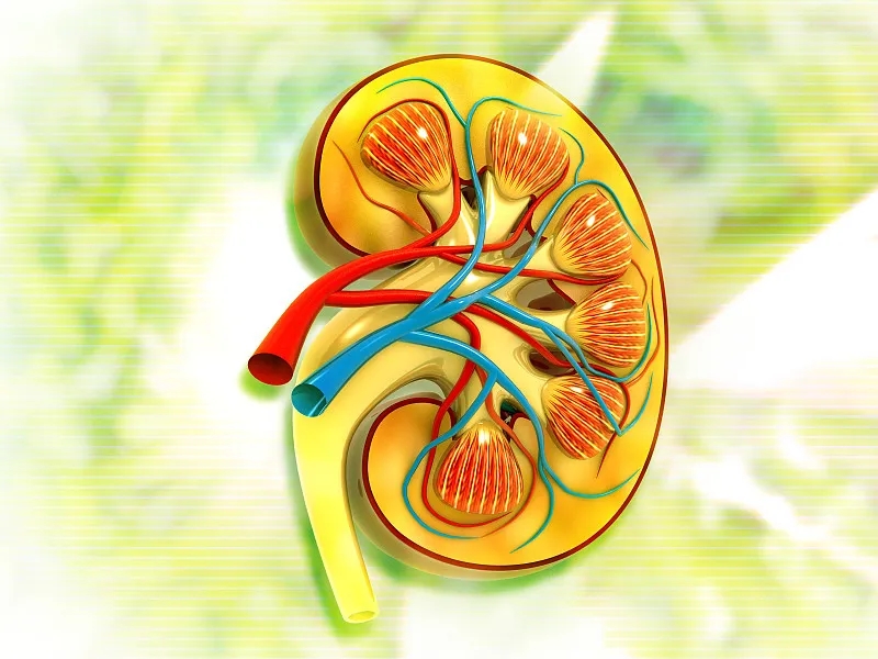 關(guān)于第3期腎病，您應該知道的一切