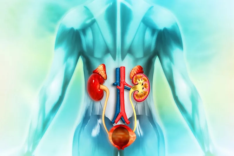 間充質(zhì)干細胞治療可改善腎衰竭和腎結石多發(fā)性發(fā)作