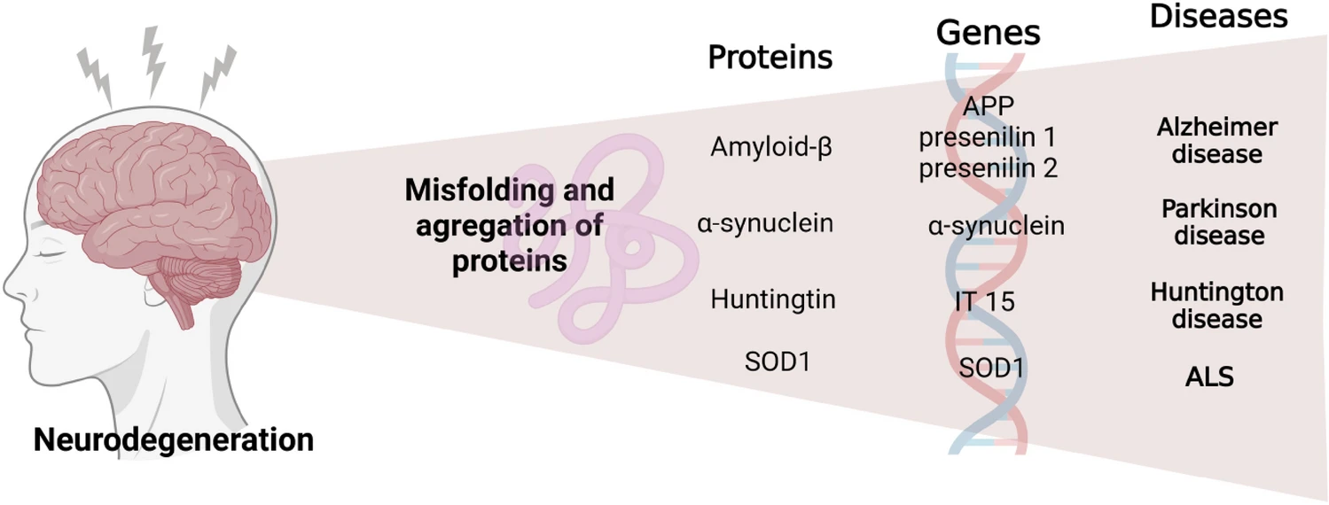 圖3：神經(jīng)退行性疾病發(fā)生的過(guò)程。