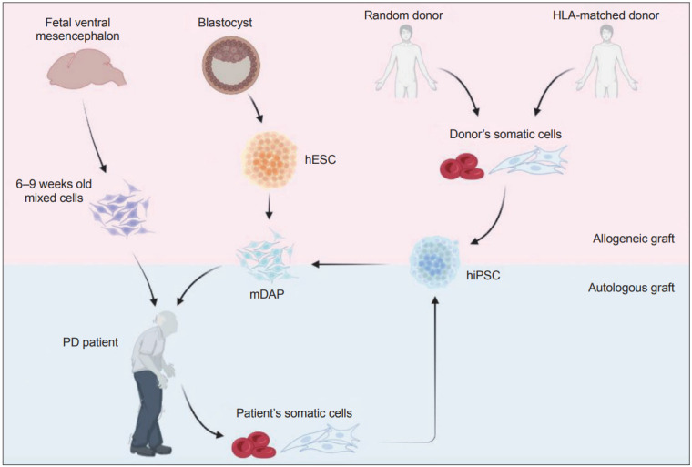 圖1：帕金森病 (PD) 細胞替代療法的潛在細胞來(lái)源比較。
