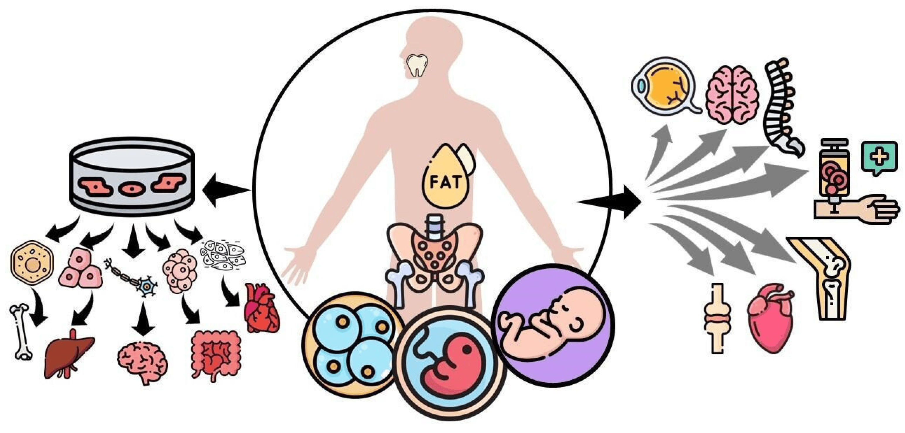 圖1：間充質(zhì)干細胞 (MSC) 可根據提取時(shí)的發(fā)育階段進(jìn)行分類(lèi)，例如胚胎、胎兒、嬰兒或成人間充質(zhì)干細胞。