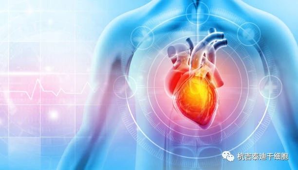 干細胞療法的出現成為心力衰竭患者的新希望！