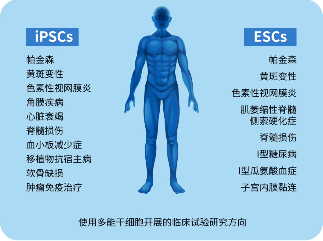 多能干細胞及其當前在醫學(xué)中的應用 多能干細胞及其當前在醫學(xué)中的應用
