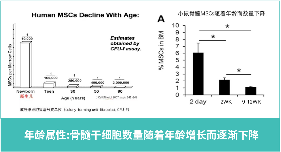 年齡屬性：骨髓干細胞數量隨著(zhù)年齡增長(cháng)而逐漸下降