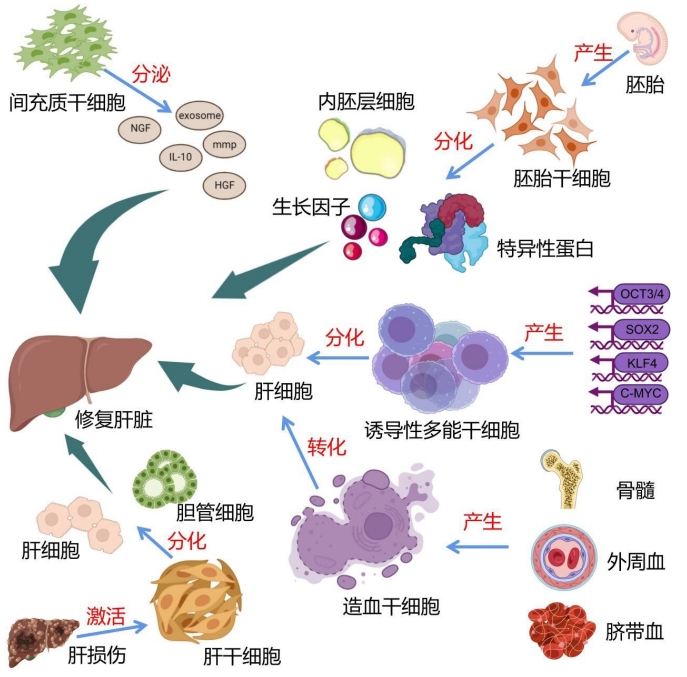 圖4：干細胞治療肝臟疾病的干細胞種類(lèi)和作用機制圖