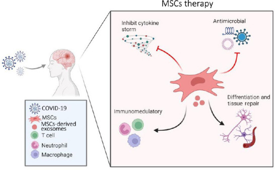 圖1:間充質(zhì)干細胞治療新冠病毒及相關(guān)中風(fēng)的擬議作用機制的示意圖 圖1:間充質(zhì)干細胞治療新冠病毒及相關(guān)中風(fēng)的擬議作用機制的示意圖