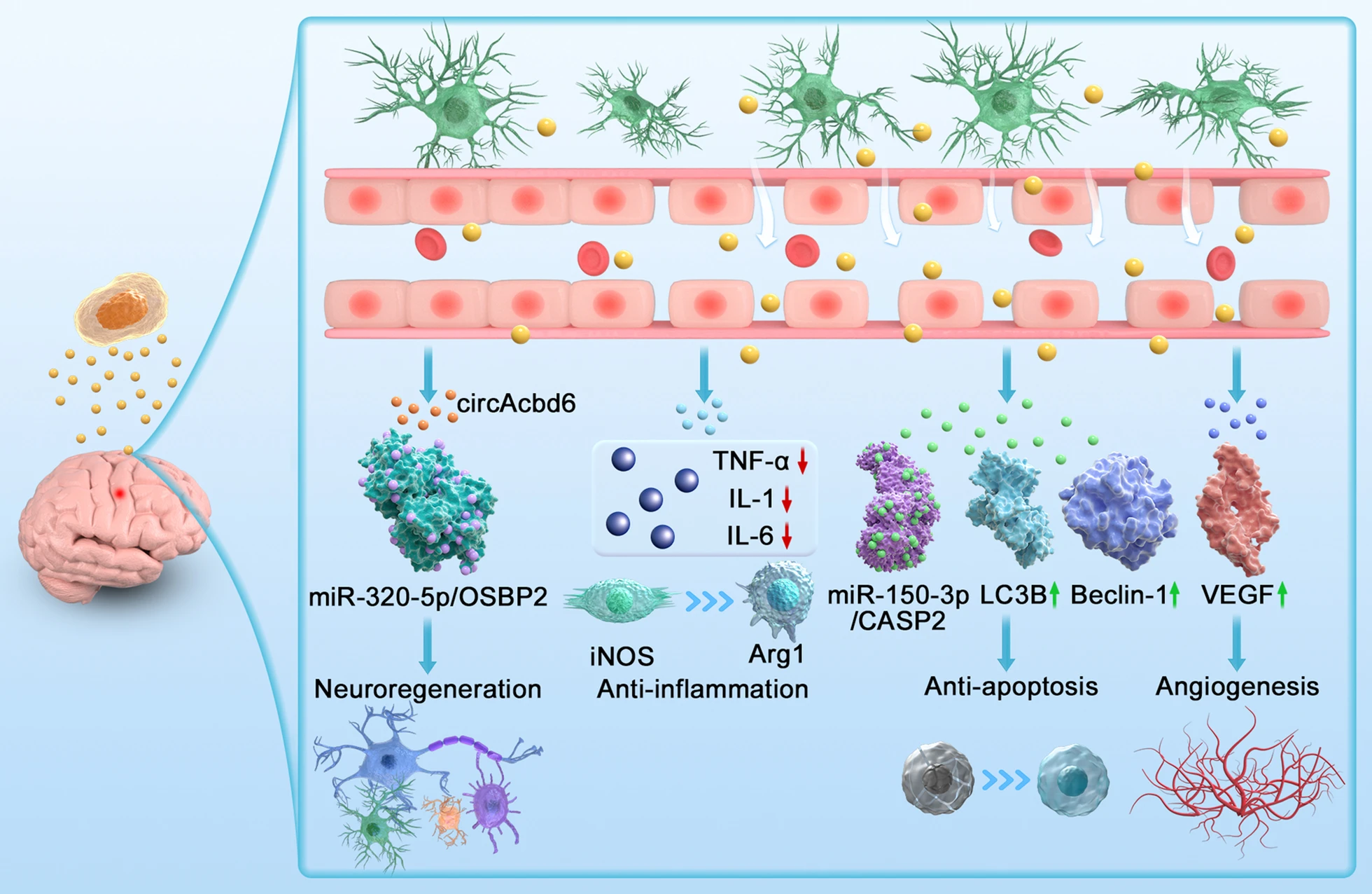 圖3：神經(jīng)干細胞外泌體治療創(chuàng  )傷性腦損傷作用機制示意圖