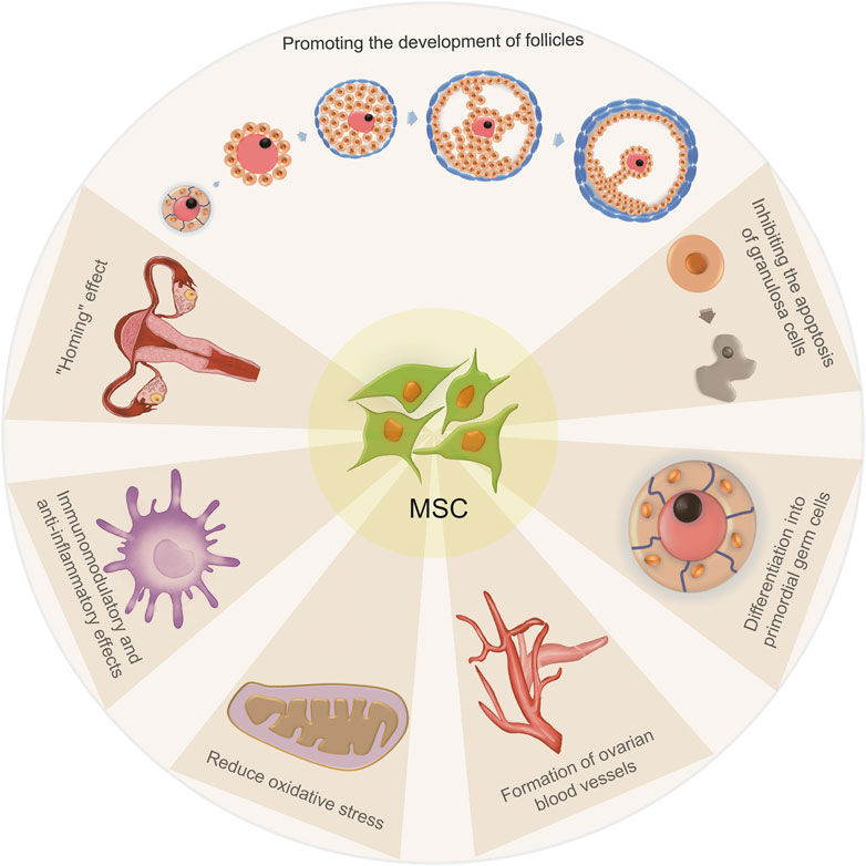 圖2：間充質(zhì)干細胞治療卵巢早衰的機制