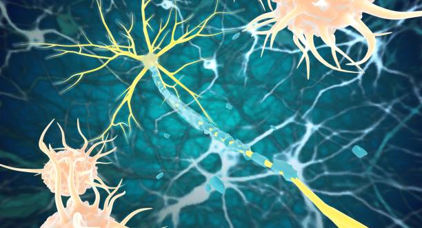 神經(jīng)干細胞：鑒定、功能、培養和分離