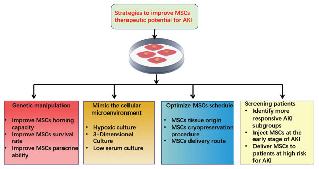 圖1：提高間充質(zhì)干細胞治療急性腎損傷有益效果的策略