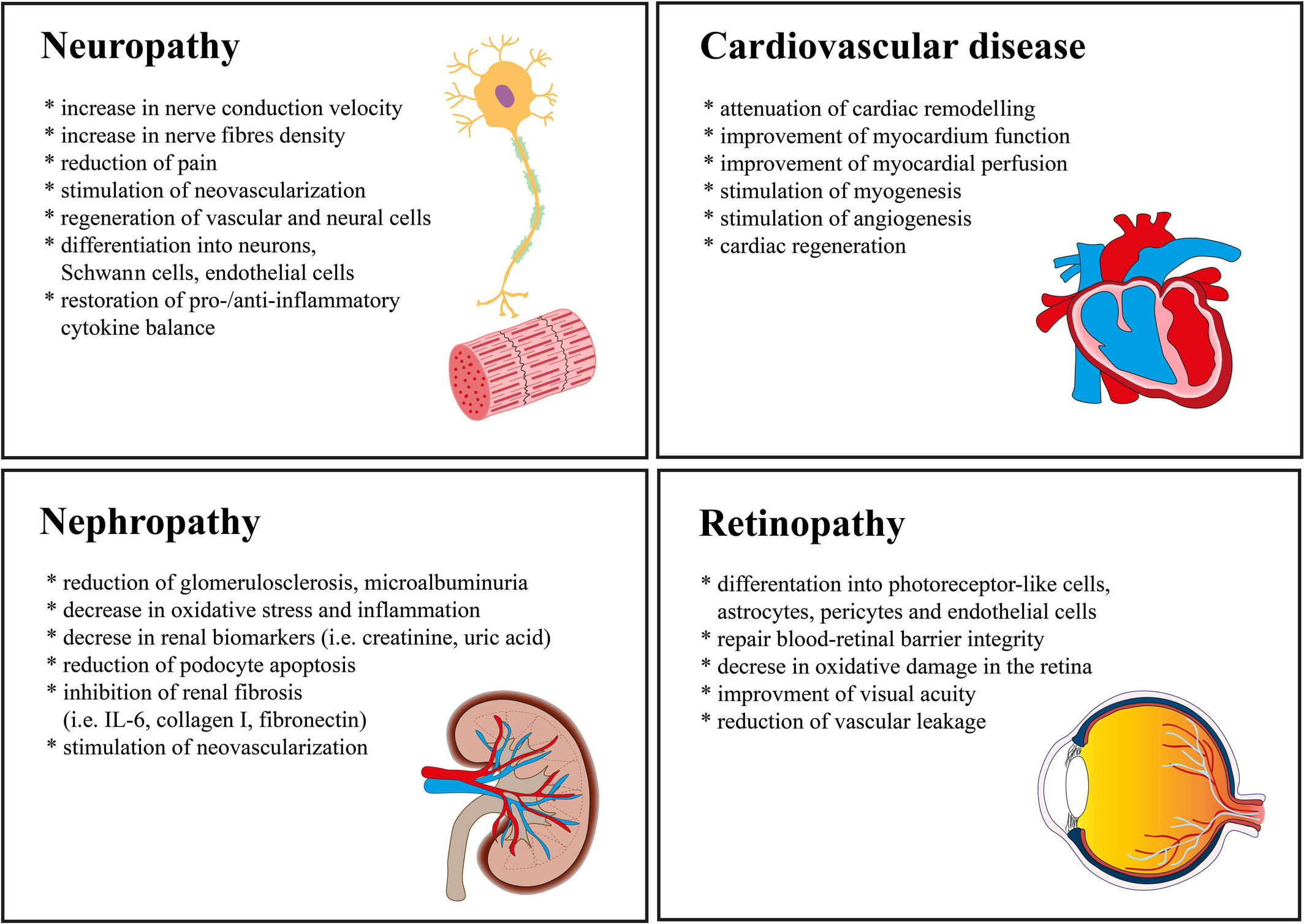 圖1：使用脂肪間充質(zhì)干細胞來(lái)緩解長(cháng)期糖尿病并發(fā)癥