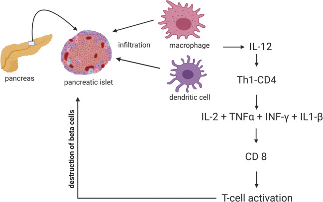 圖1：T1DM中通過(guò)巨噬細胞和樹(shù)突狀細胞分泌的細胞因子級聯(lián)表現出的自身免疫機制