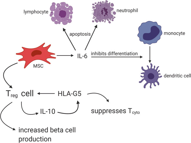 圖2：MSC通過(guò)與Treg細胞相互作用產(chǎn)生HLA-G5，抑制細胞毒性T細胞并促進(jìn)Treg細胞，從而抑制T1DM自身免疫作用