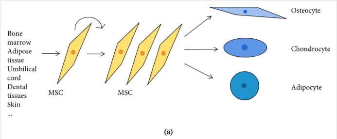 圖1：間充質(zhì)干細胞促進(jìn)組織修復和免疫抑制機制的示意圖